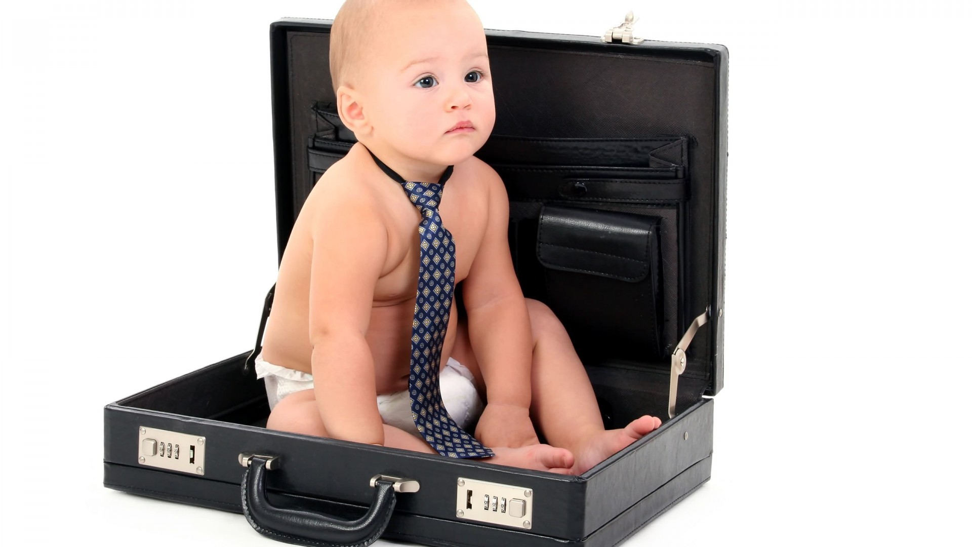 Dog Briefcase - HD Wallpaper 