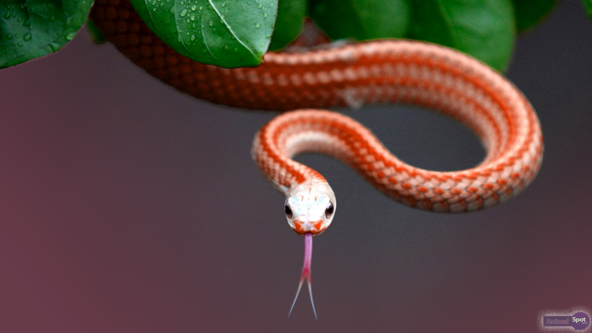 Beautiful Snake Wallpaper Hd - HD Wallpaper 