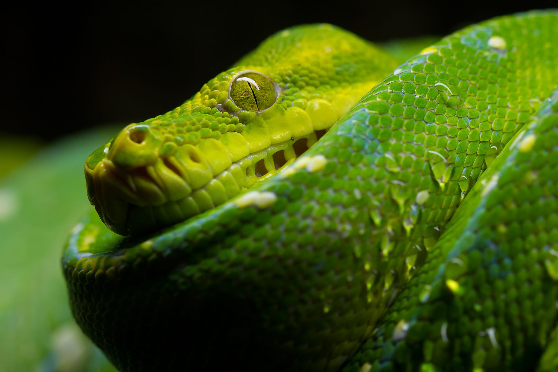 Desktop Picture Of Big Snake Wallpaper - Macro Shot Of Snake - HD Wallpaper 