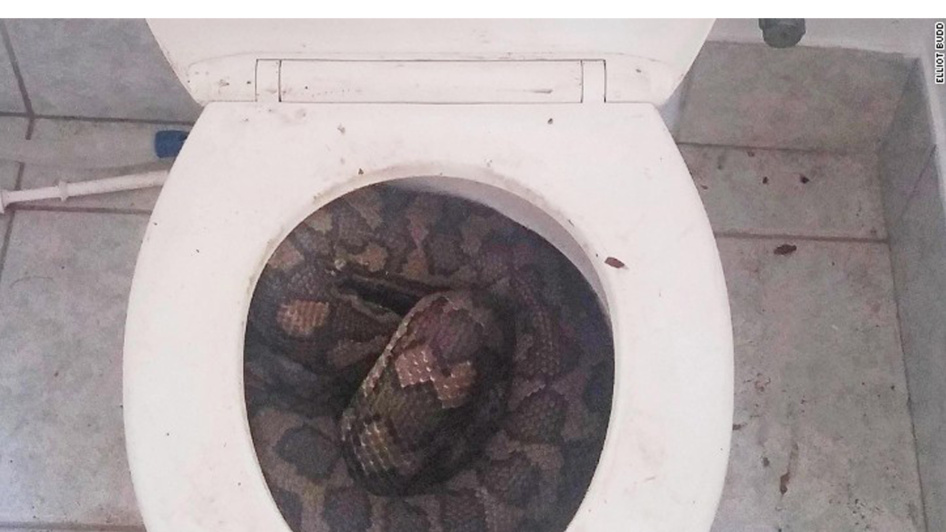 Big Snake In Toilet - HD Wallpaper 