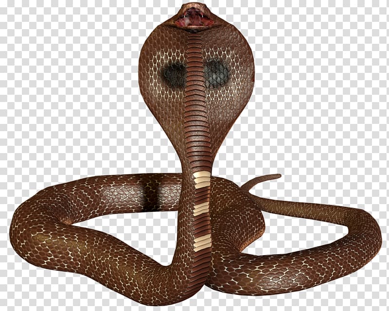 D Snake Snake 3d King Cobra, Snake Transparent Background - Png Obama -  800x640 Wallpaper 