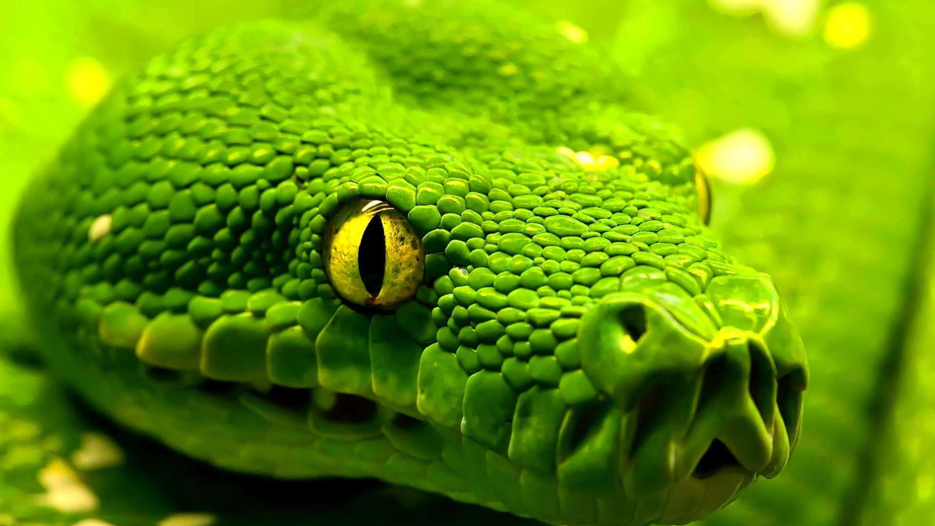 Python Snake Background Photo Python Snake Hd Wallpaper - Desktop Backgrounds Snake - HD Wallpaper 