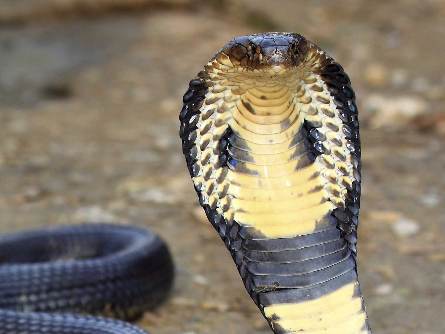 Cobra - Cobra Snake - HD Wallpaper 