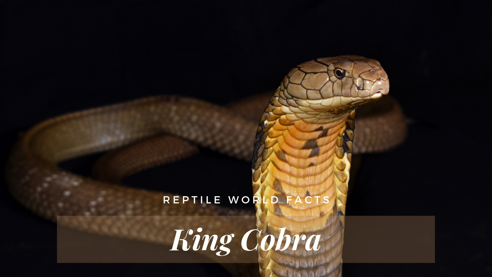 King Cobra Snake With Name - HD Wallpaper 