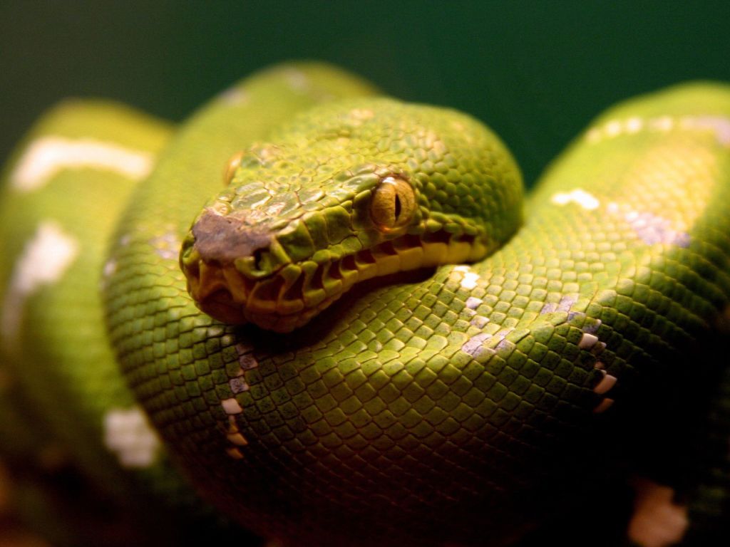 Click To Enlarge - Green Snake - HD Wallpaper 