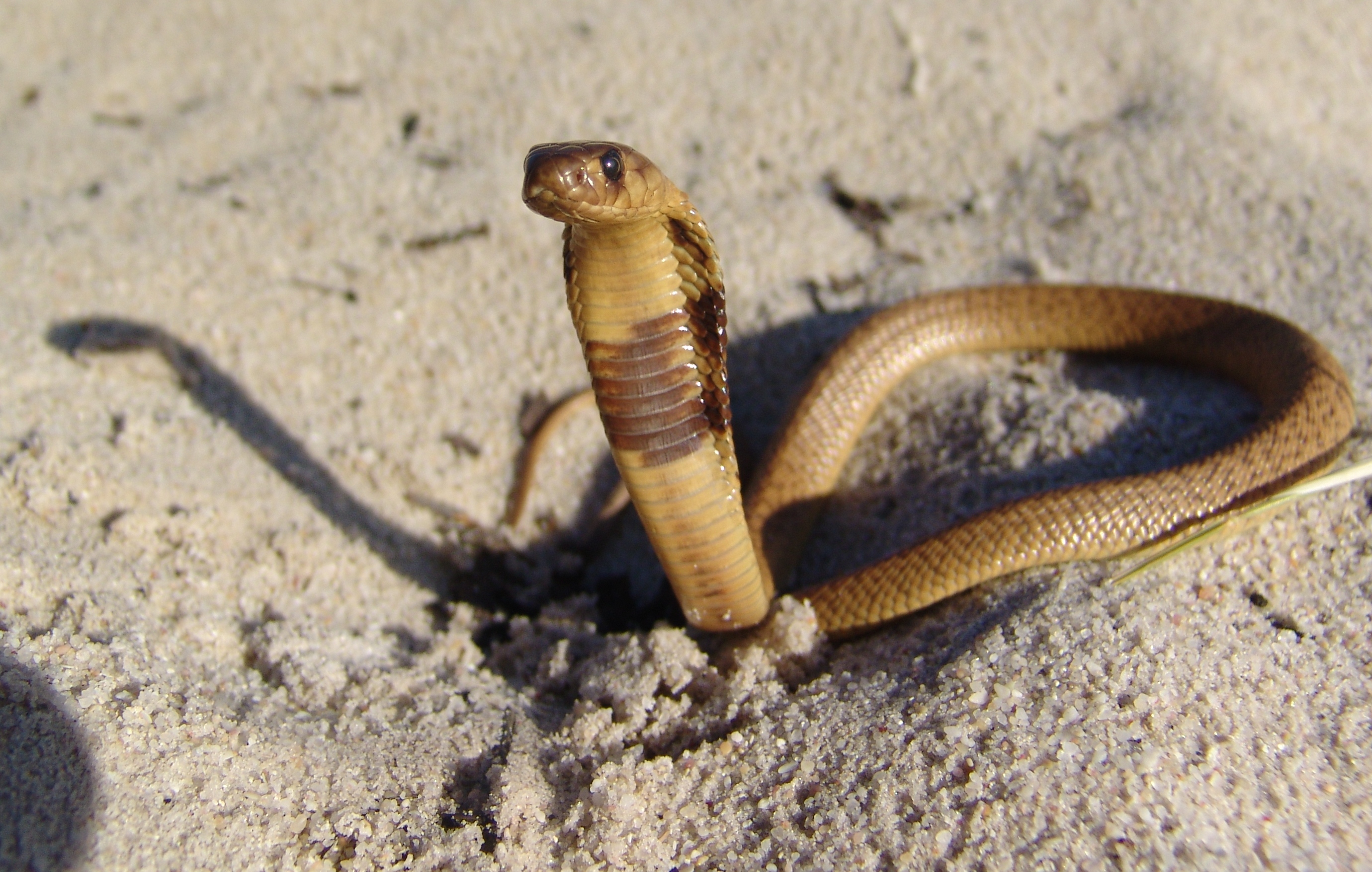 Mini Cobra Snake - HD Wallpaper 