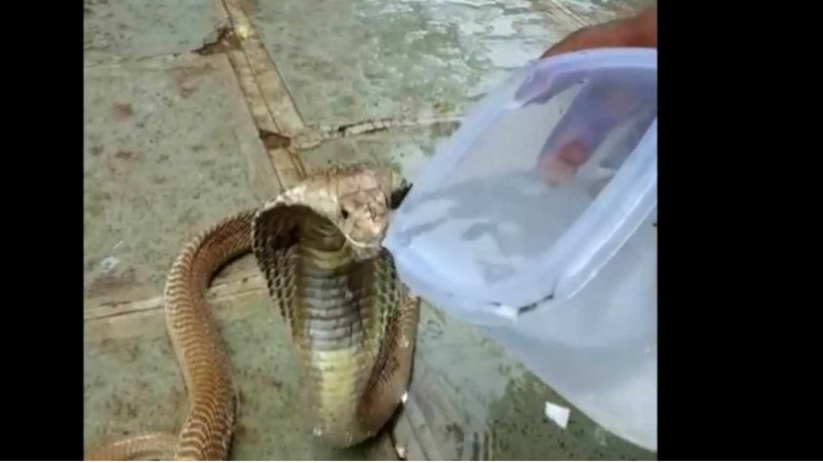 Giving Water To Snake - HD Wallpaper 