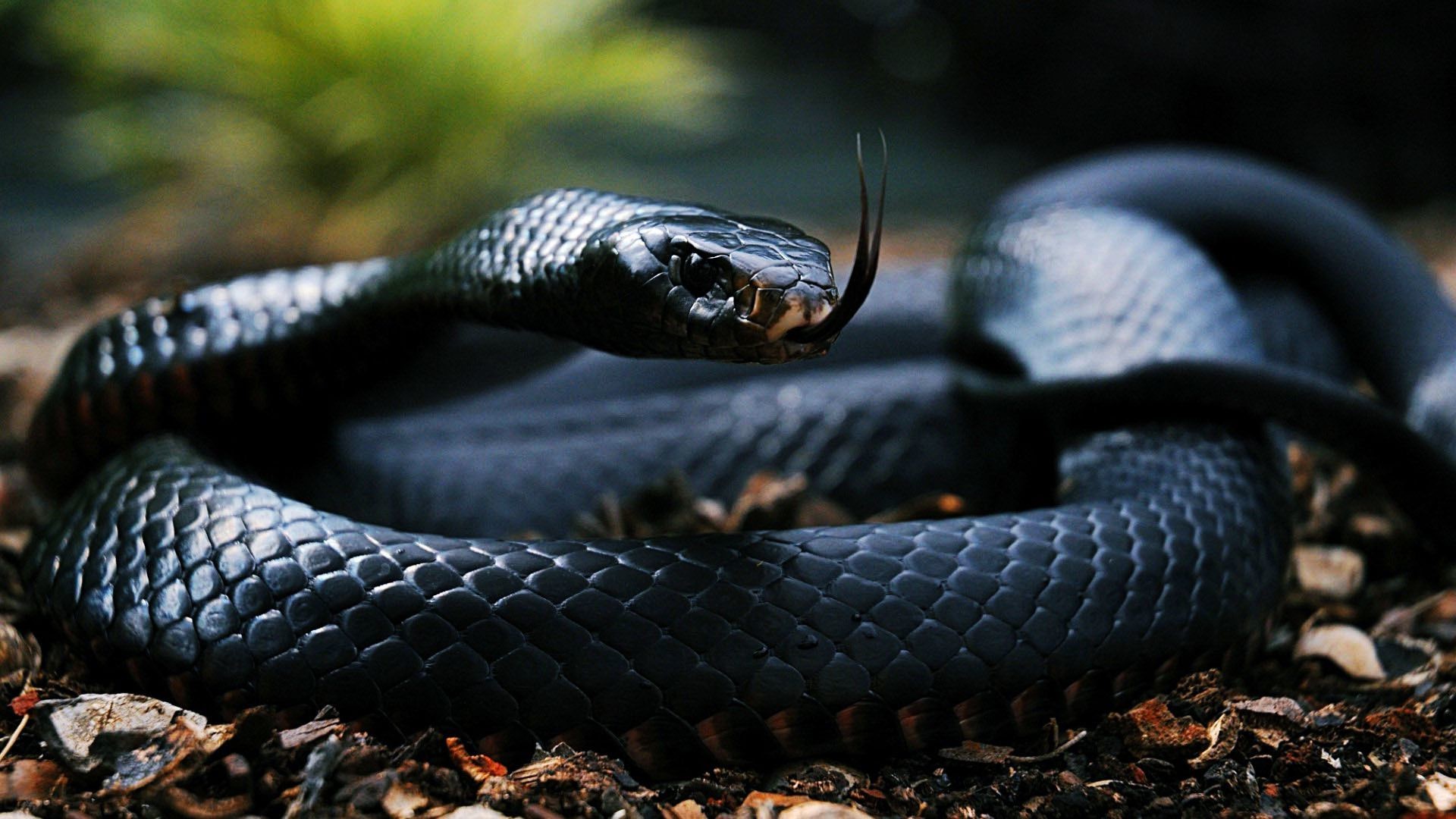 Black Mamba Snake - HD Wallpaper 
