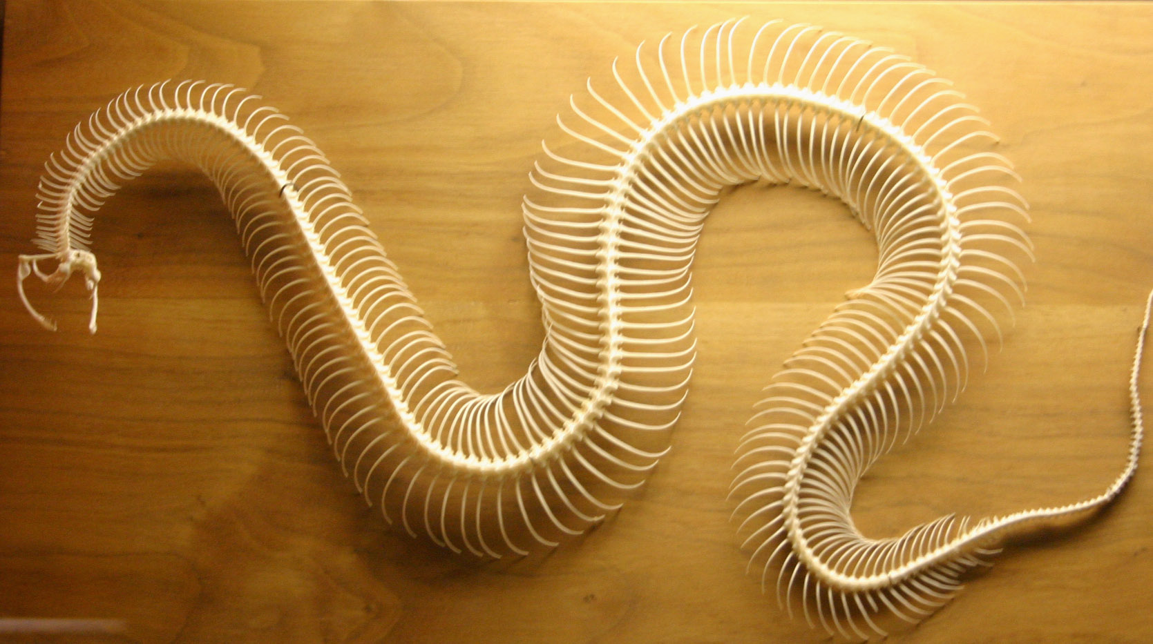 Big Snake Skeleton Wallpaper Picture - Snake Skeleton - HD Wallpaper 