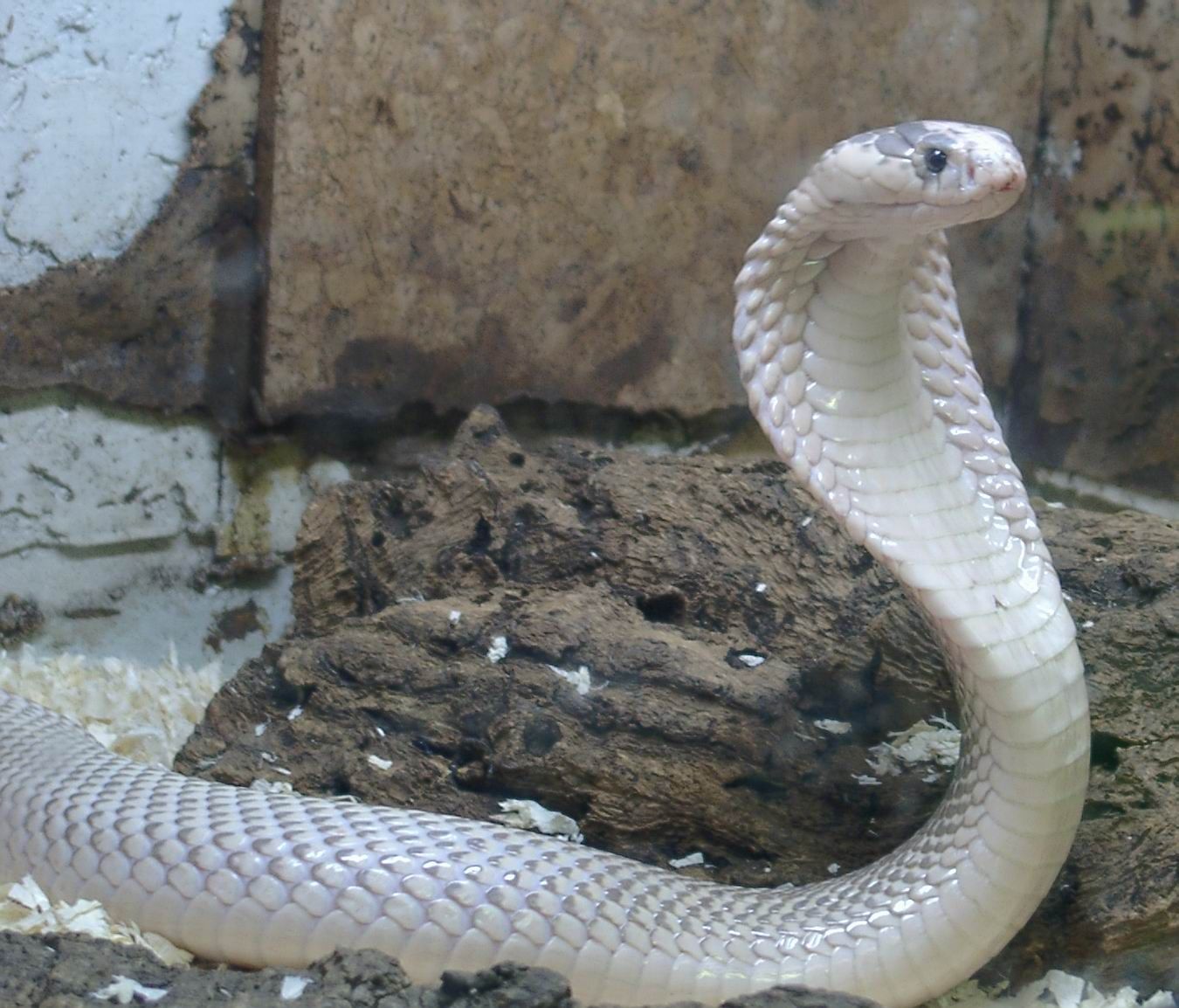 Snakes Reptile Dark Animal Snake Desktop Wallpapers - Snake Images Free Download - HD Wallpaper 