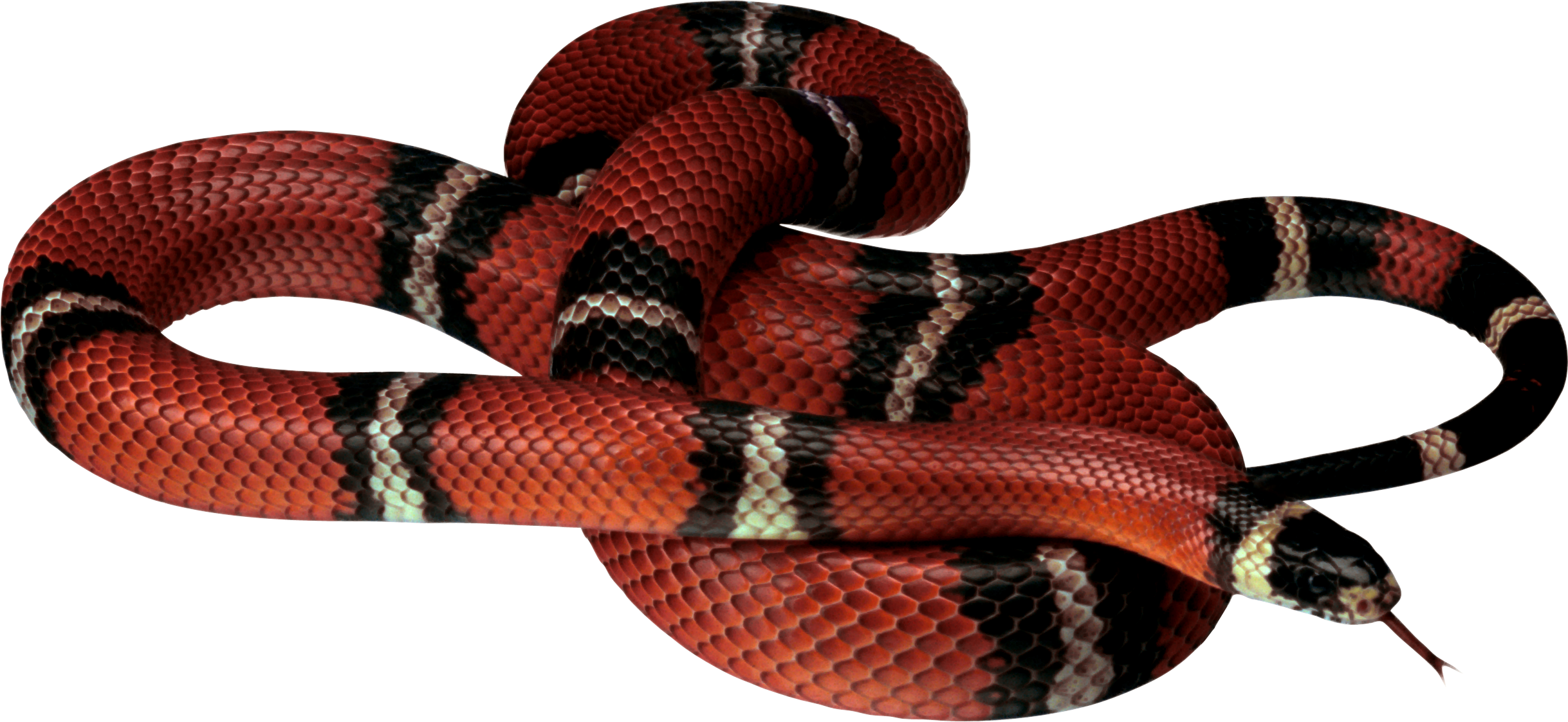 Snake Png Image Picture Download Free - HD Wallpaper 