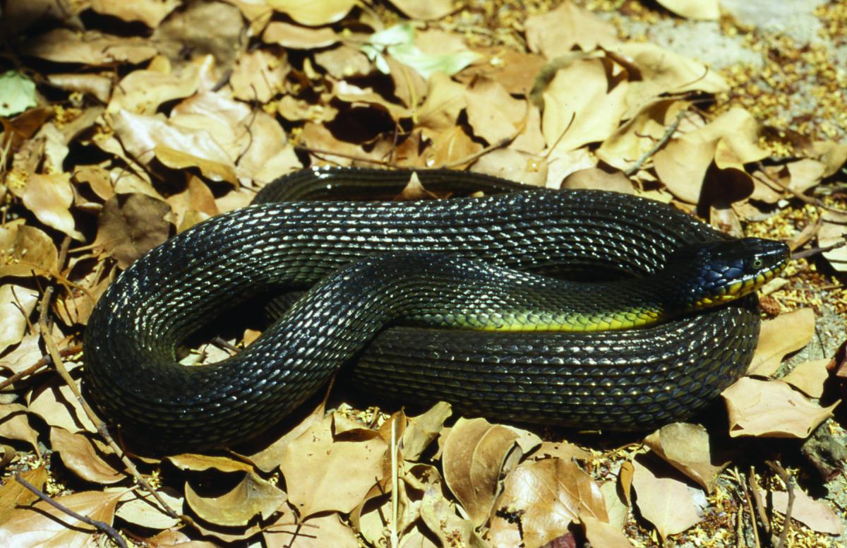 Black Snake Yellow Eyes - HD Wallpaper 