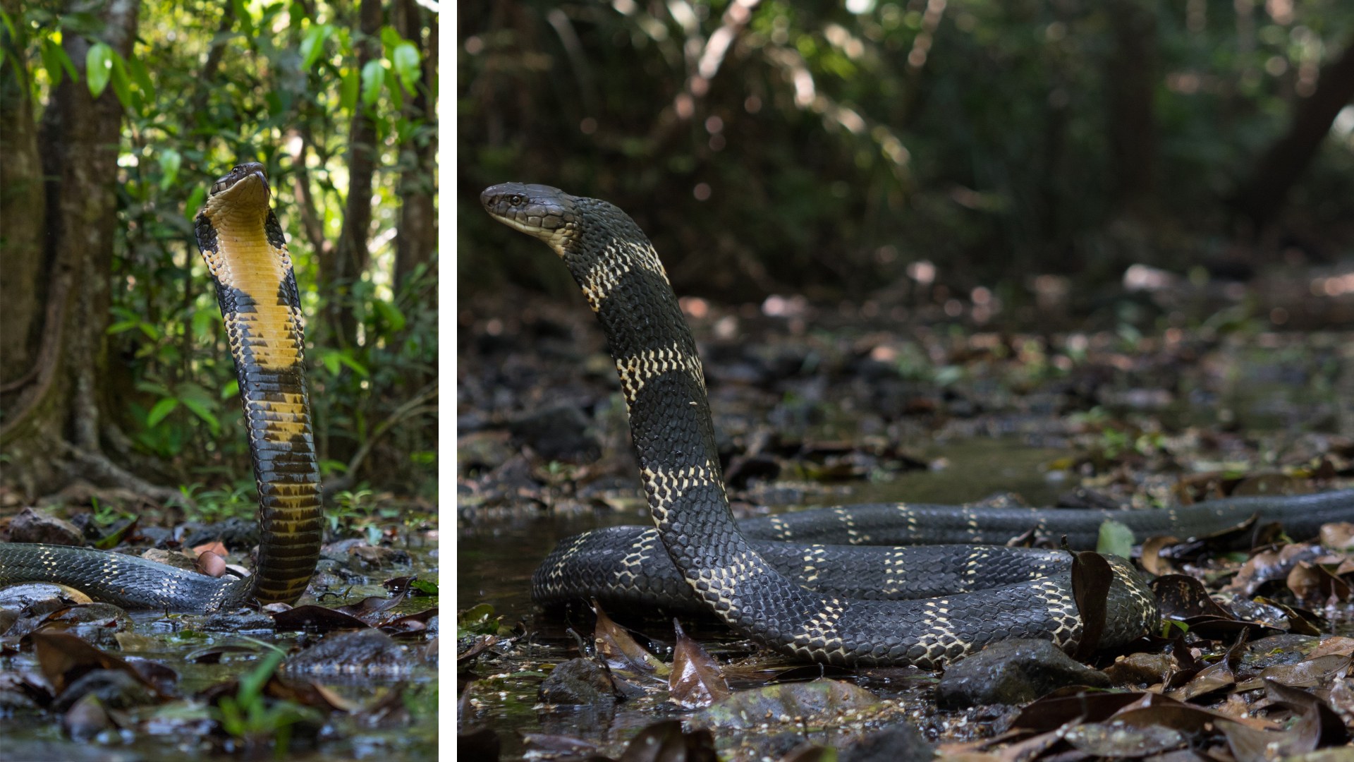 Common Kingsnake - HD Wallpaper 