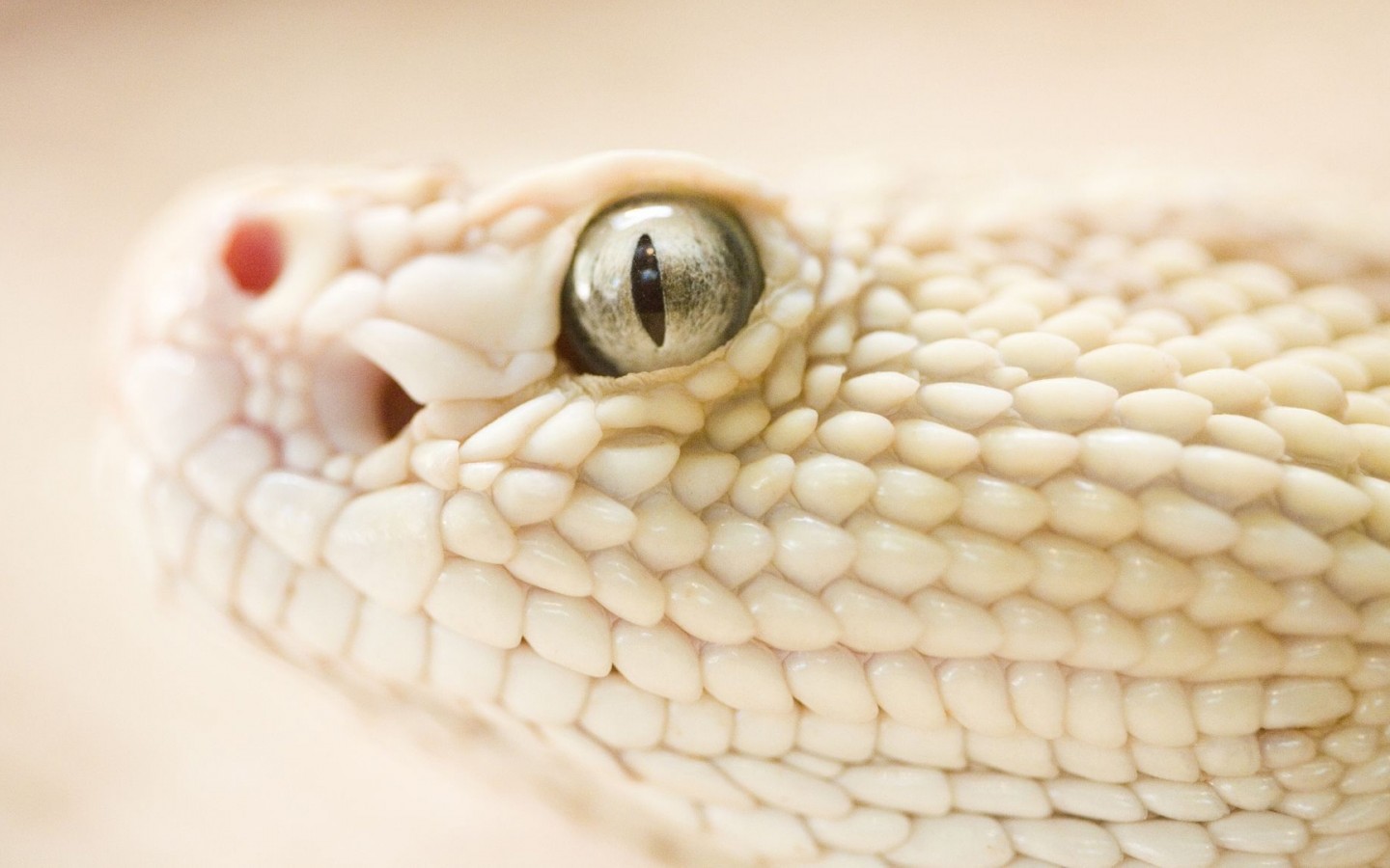 White Snake Close Up - HD Wallpaper 