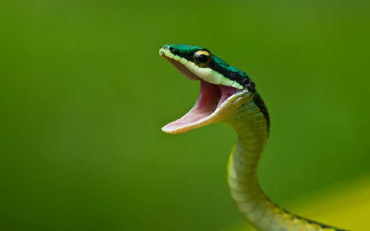 Full Hd P Snake Wallpapers Hd, Desktop Backgrounds - Snake With Mouth Open - HD Wallpaper 