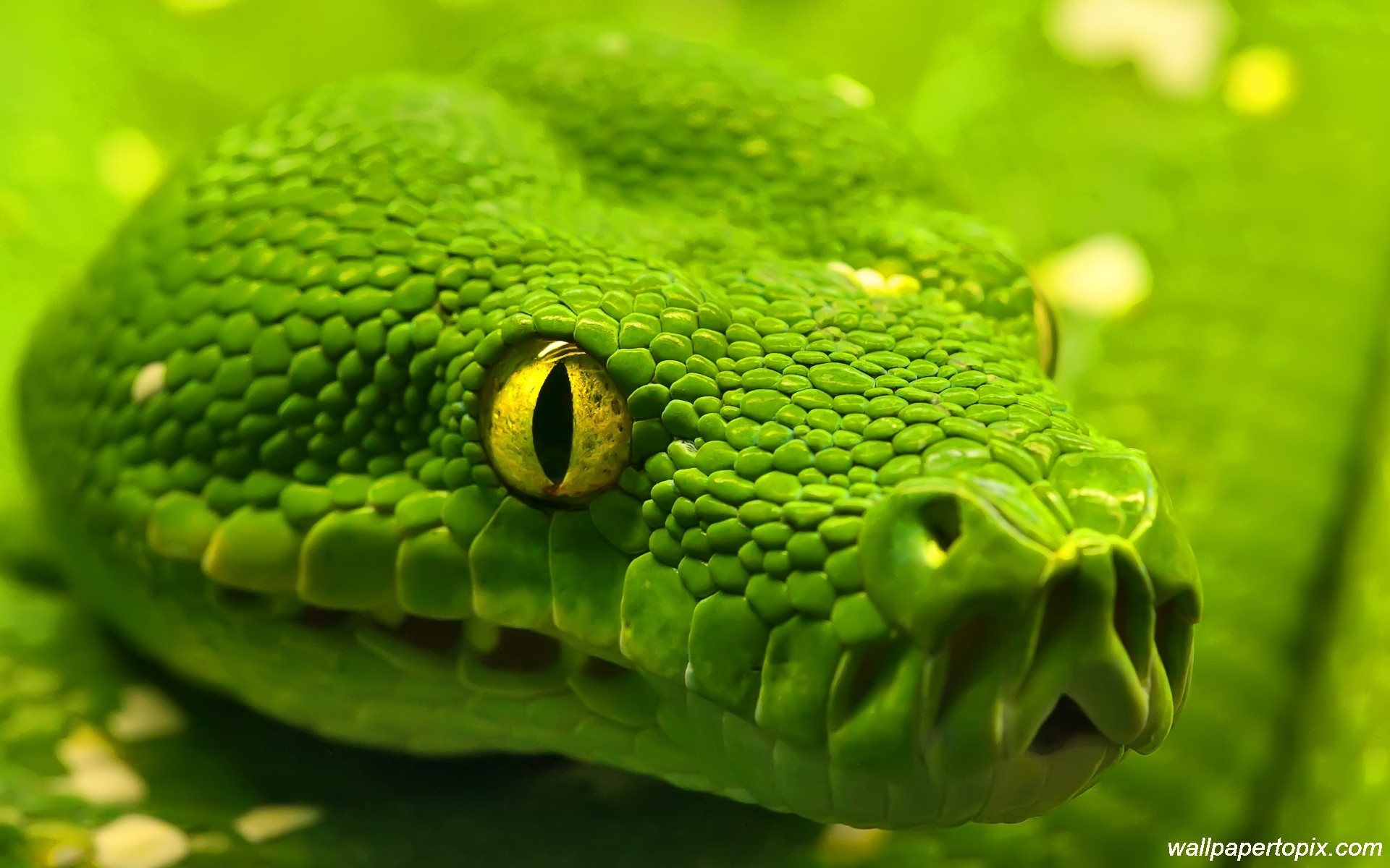 Green King Cobra Photos Snake Face Close Up Â - Snake Close Up Face - HD Wallpaper 