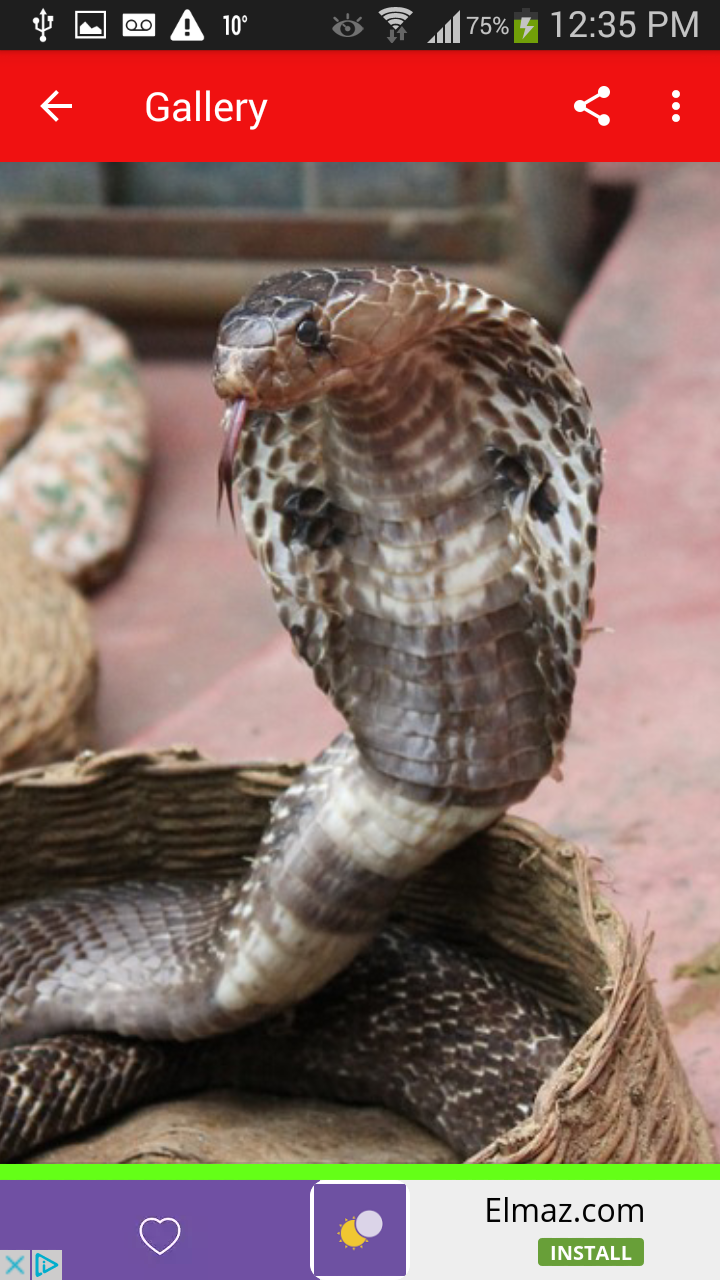 World Snake - HD Wallpaper 