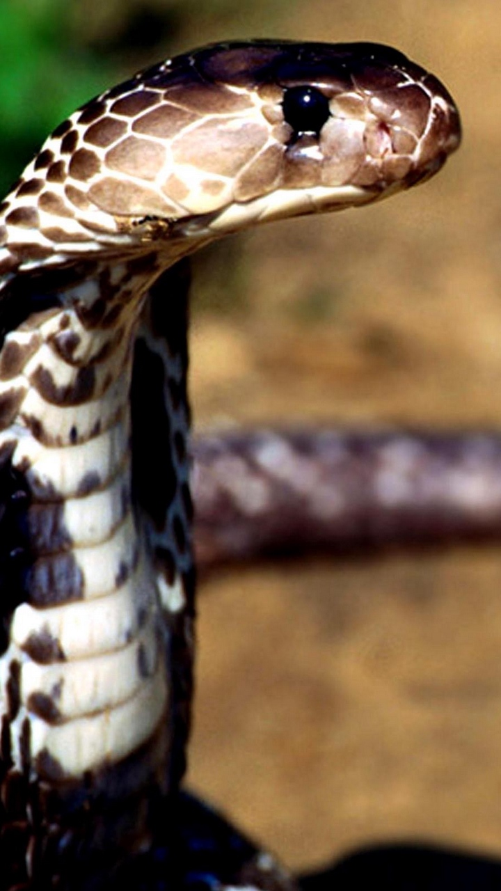 Wallpaper Snake, Cobra, Poisonous, Eyes - Danger Snake Hd Wallpaper Download - HD Wallpaper 