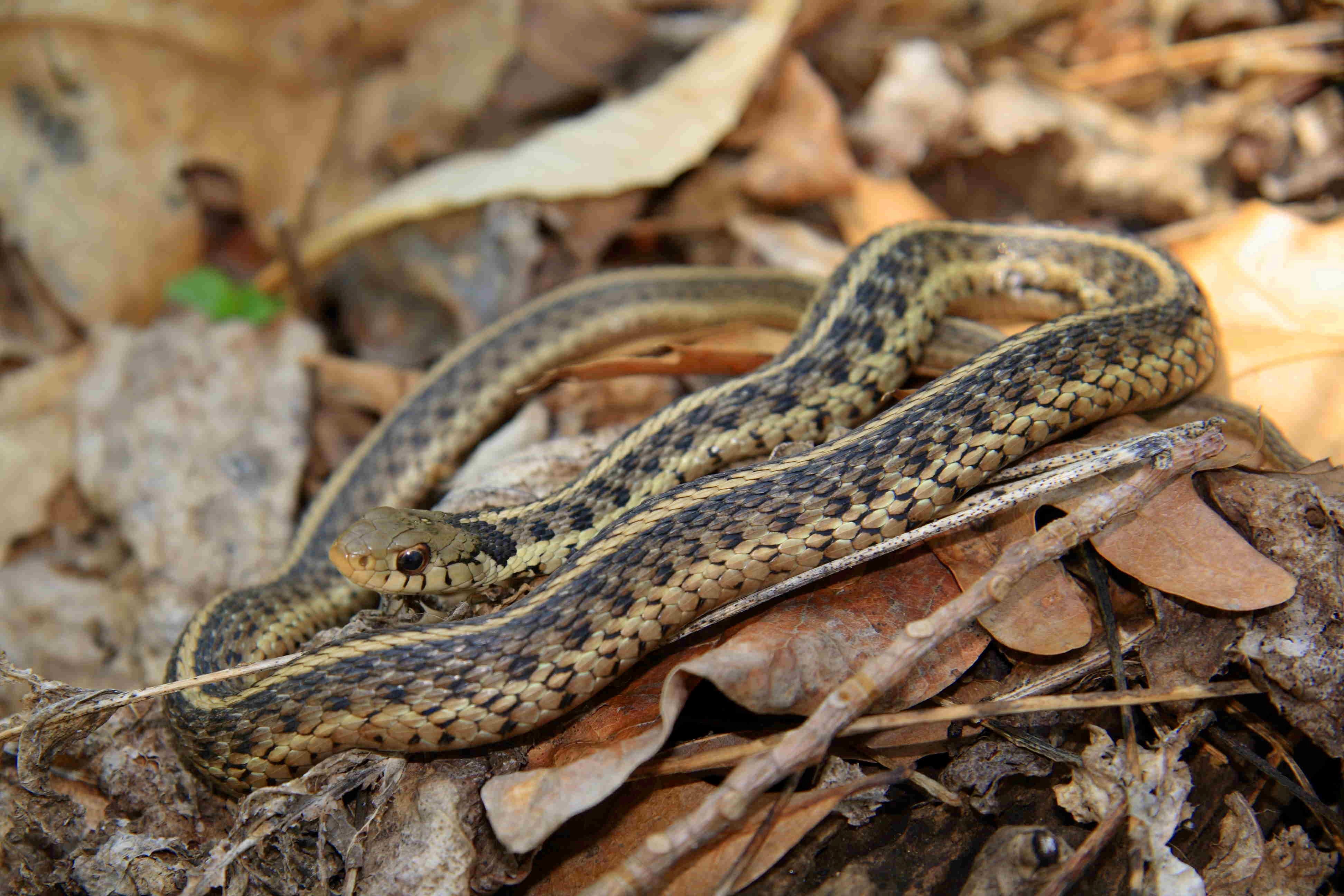 Garter Snake On Dry Leaf Pics - Garter Snake Hd - HD Wallpaper 