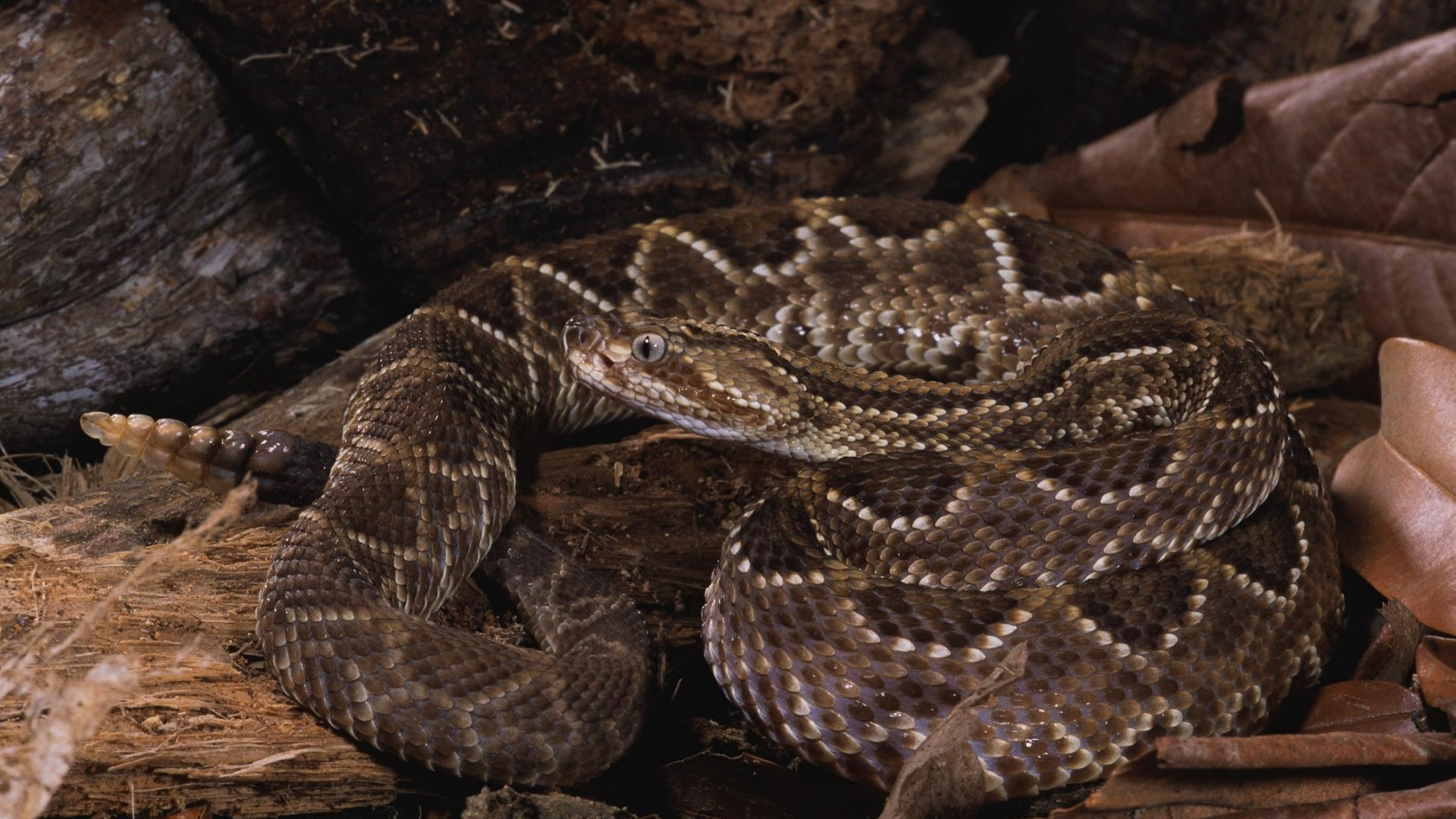 Wallpaper Striped, Spotted, Scales, Snake - Snake - HD Wallpaper 