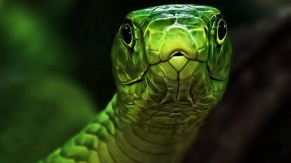 Snake Wallpaper,nature Hd Wallpaper,reptile Hd Wallpaper,beautiful - Green Snake Hd - HD Wallpaper 