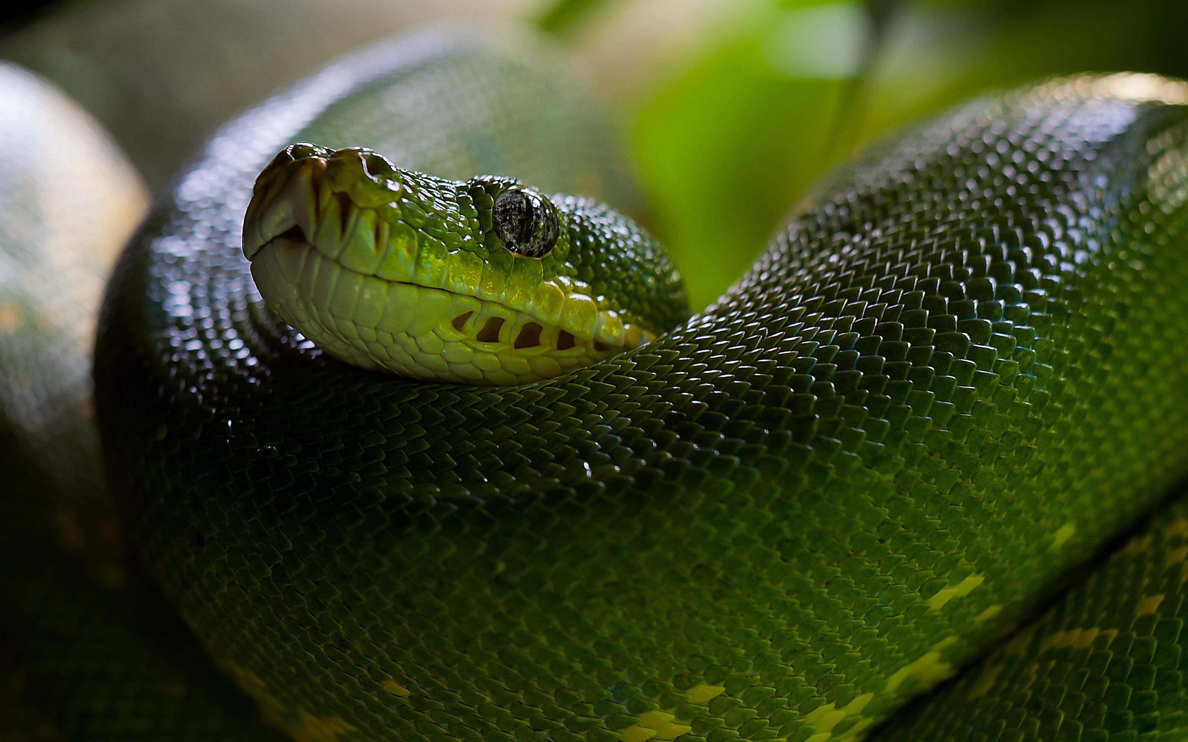 Green Snake Wallpaper Hd Download For Desktop High - Ultra Hd Snake 4k - HD Wallpaper 