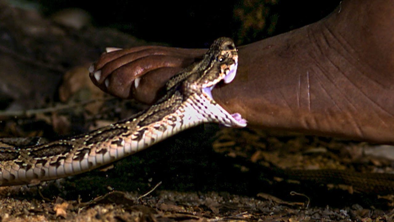 Snake Bite In Nigeria - HD Wallpaper 