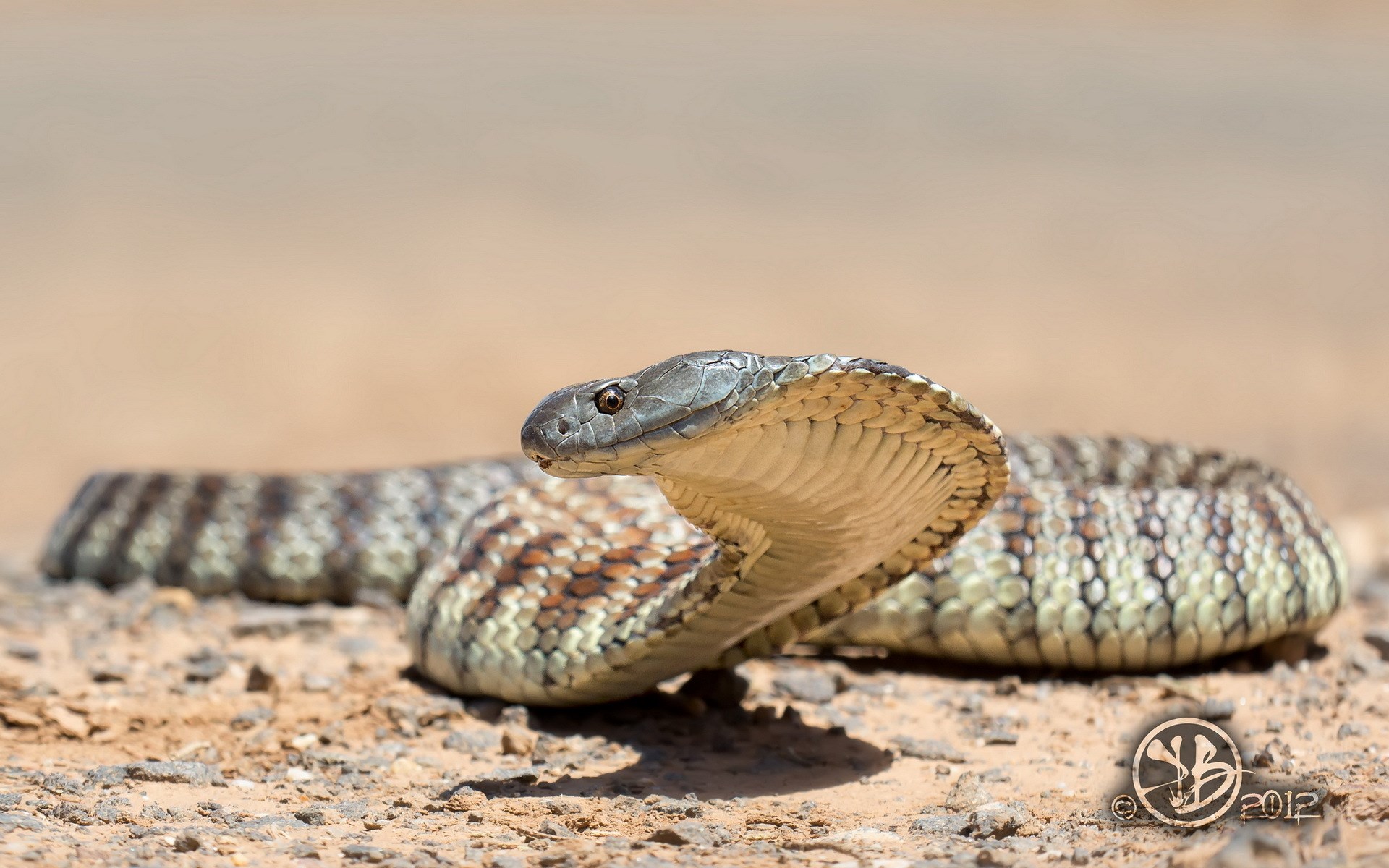 Cobra Snakes Hd Wallpapers Tiger - Snakes In Adelaide - HD Wallpaper 