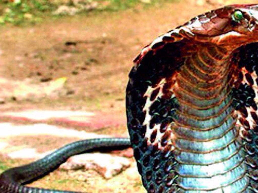 King Kobra - HD Wallpaper 