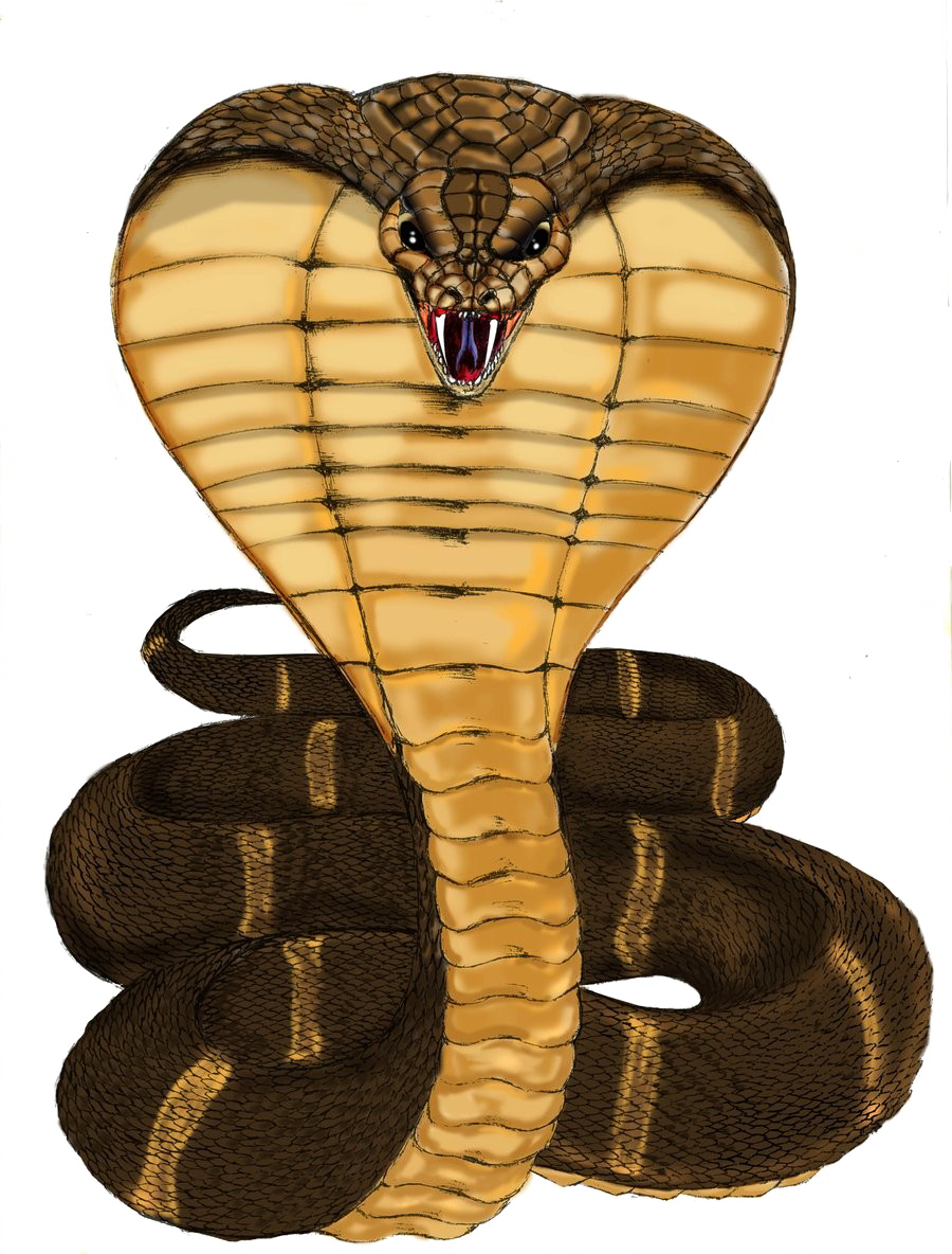 Cobra Png - Cobra .png - HD Wallpaper 