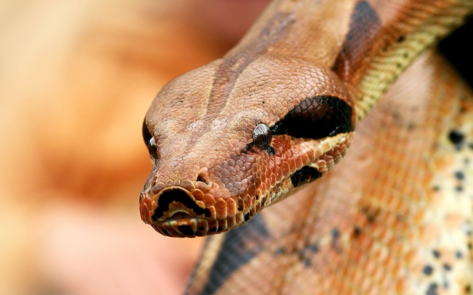Close Up Photo Of The Head Of A Snake Or Portrait Picture - Snake Hq - HD Wallpaper 