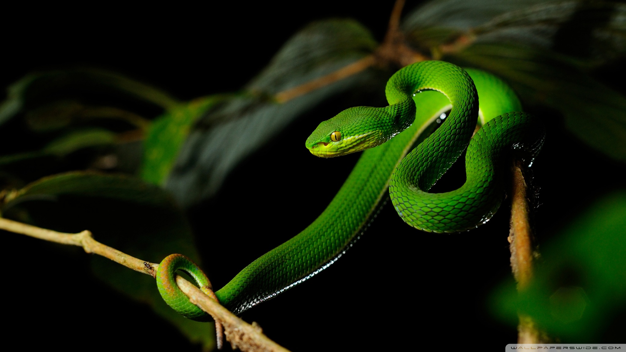 Planet Zoo Animal Wish List - 1920x1080 Wallpaper - teahub.io