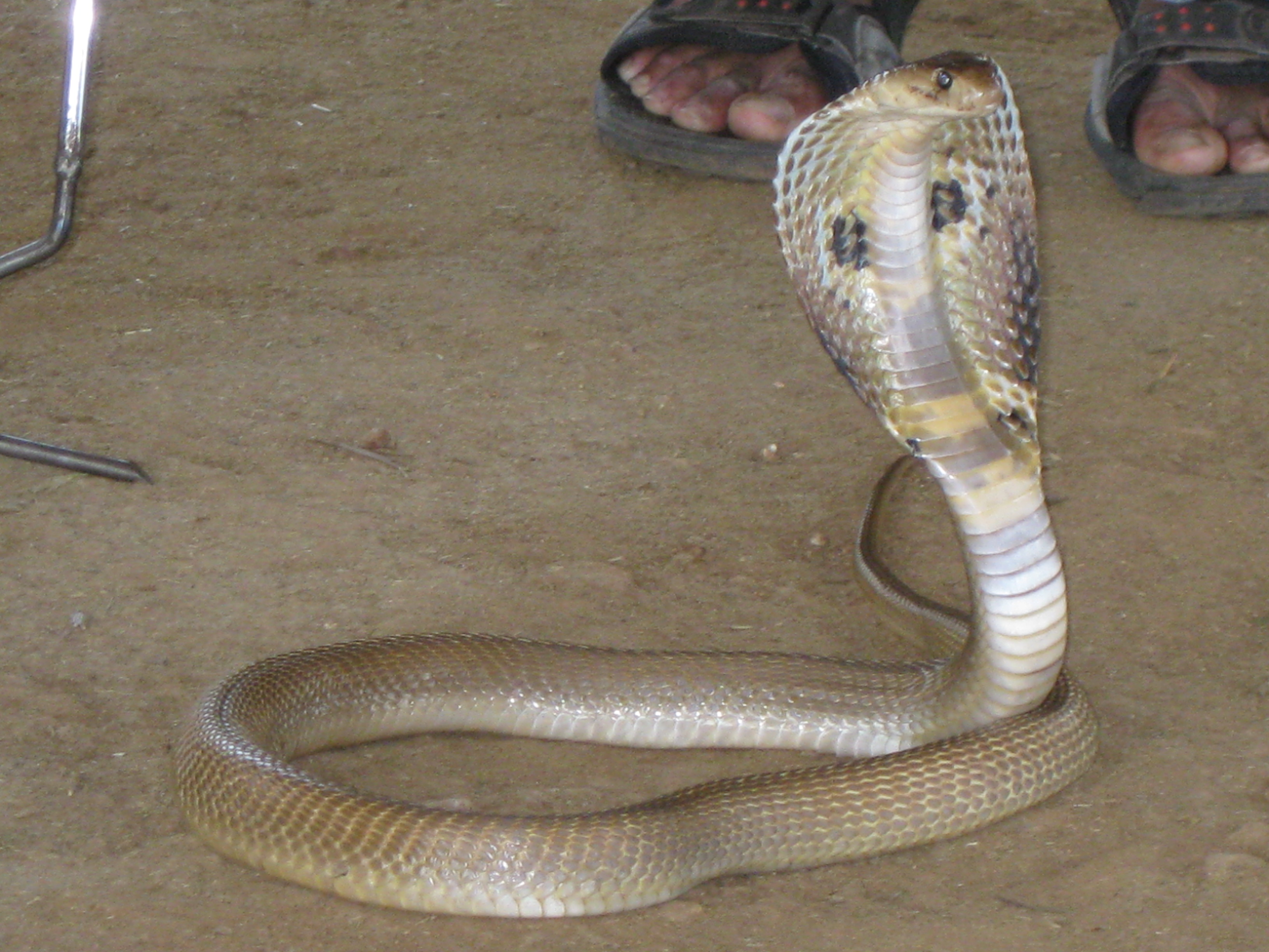 Viper Snake Standing Up - HD Wallpaper 