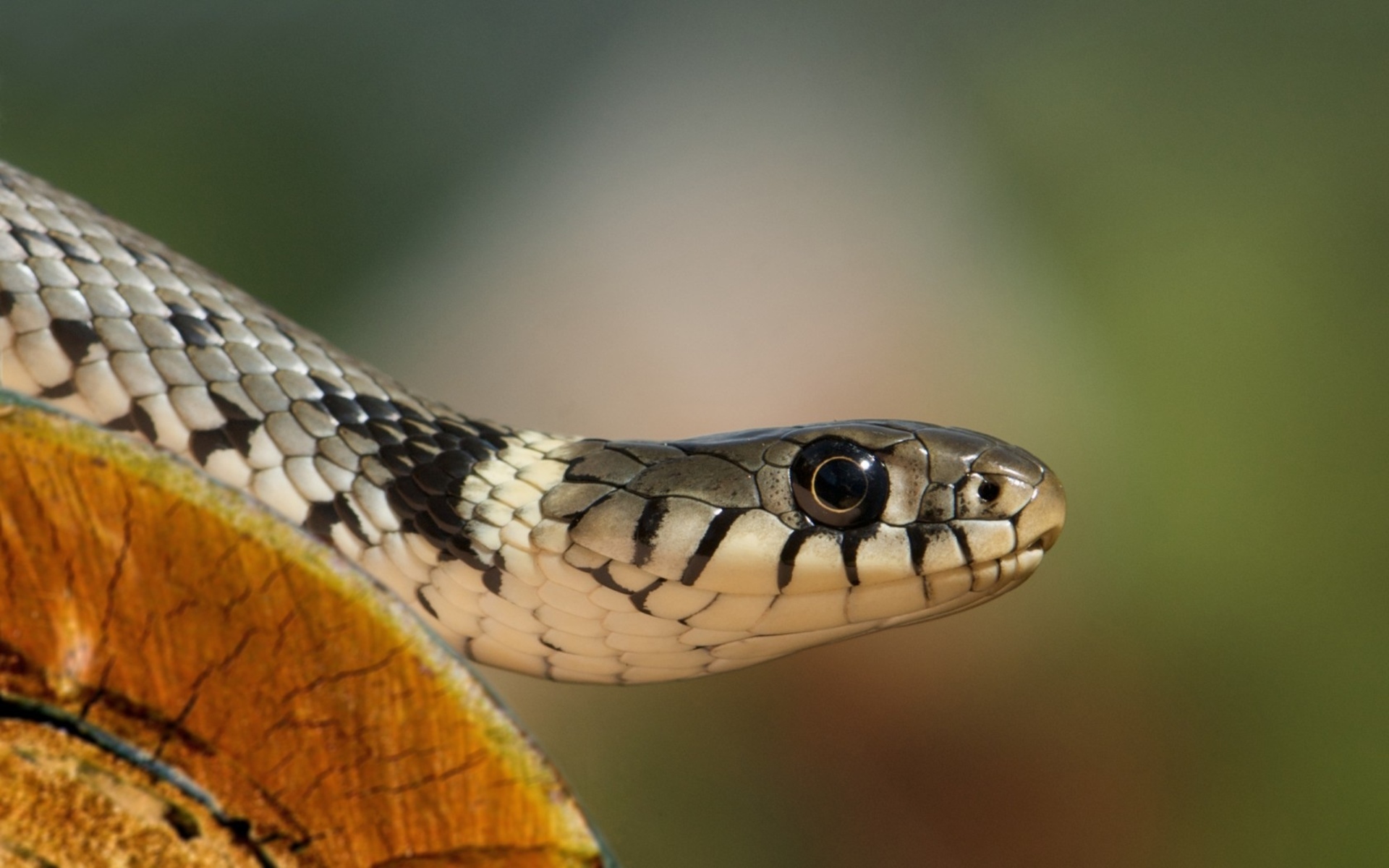 Grass Snake Wallpapers 2v5lv16 - HD Wallpaper 