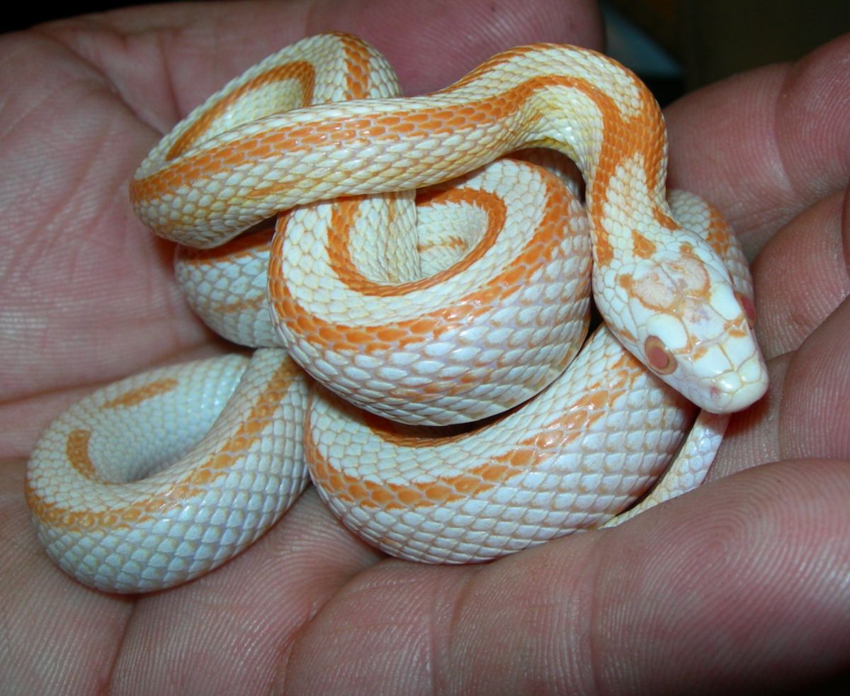 Corn Snake - HD Wallpaper 