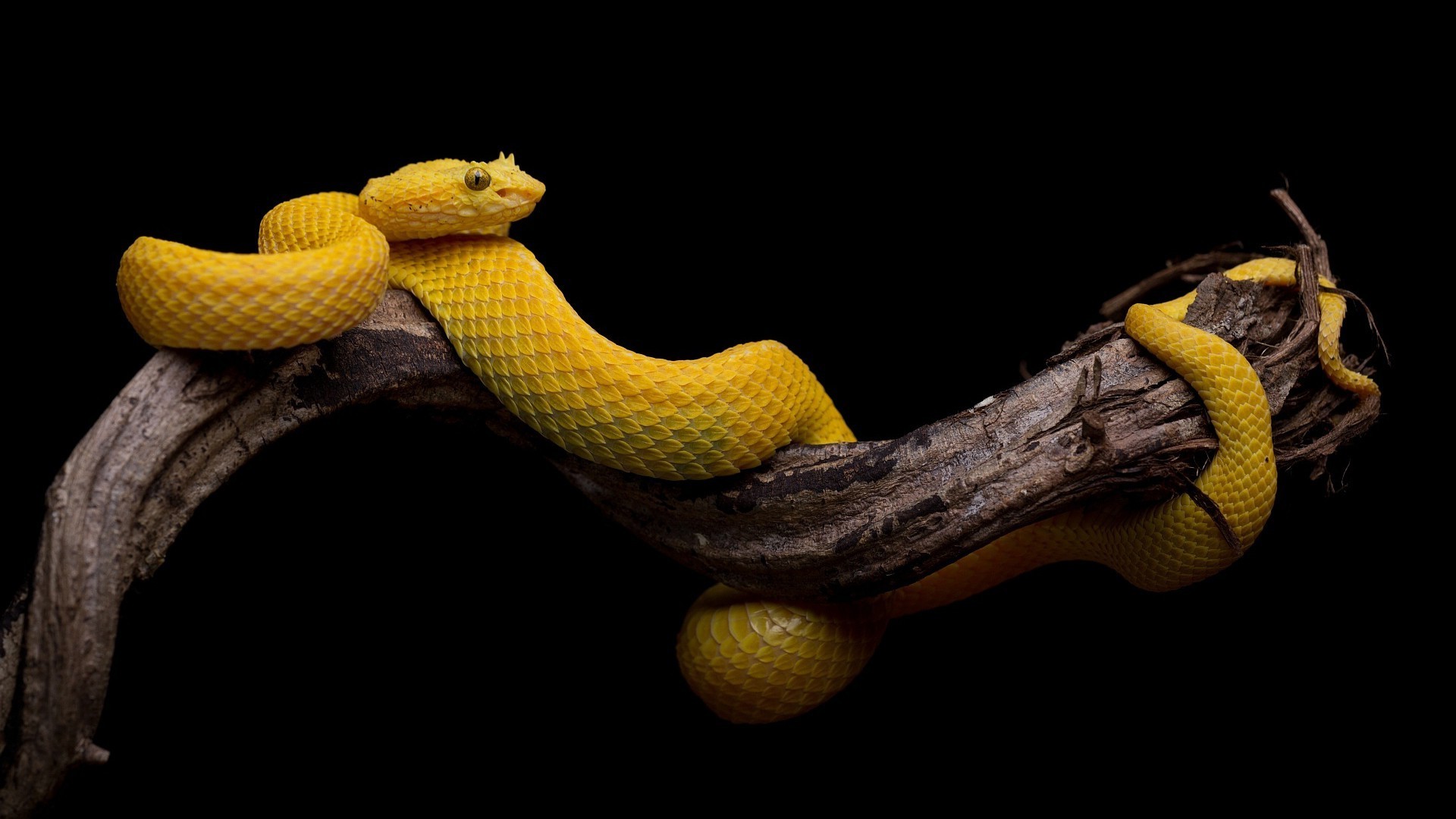 Black Background, Simple, Snake, Animals, Reptile, - Snake With Black Background - HD Wallpaper 