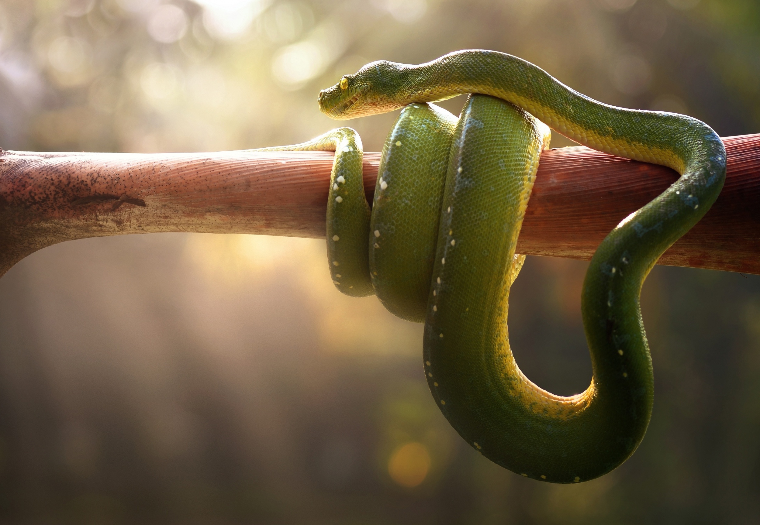 Snake Wrapped Around A Tree - HD Wallpaper 
