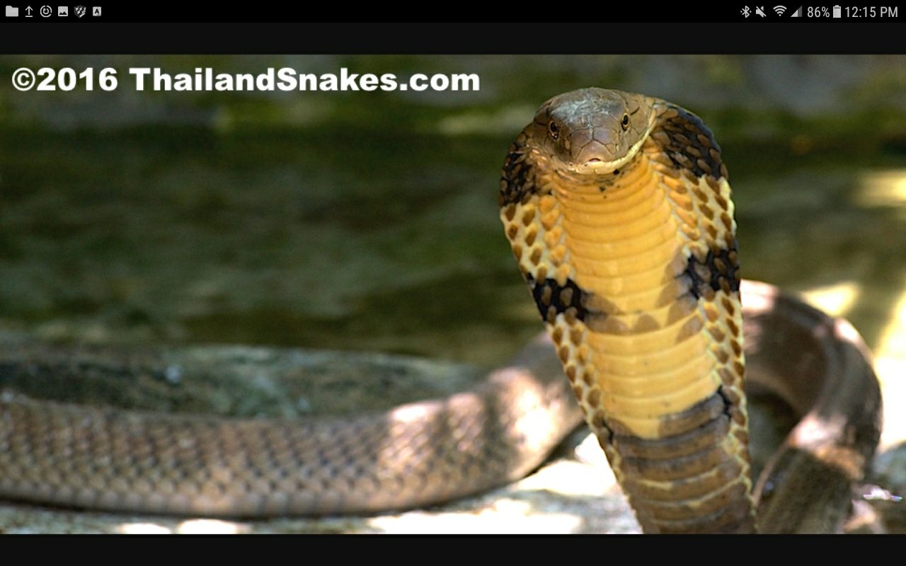 Difference Between King Cobra And Common Cobra - HD Wallpaper 