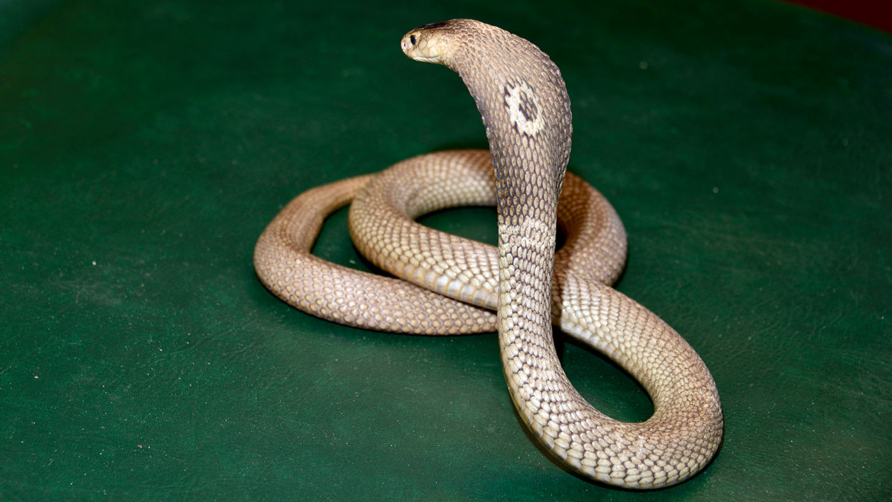 Pet Albino Monocled Cobra - HD Wallpaper 