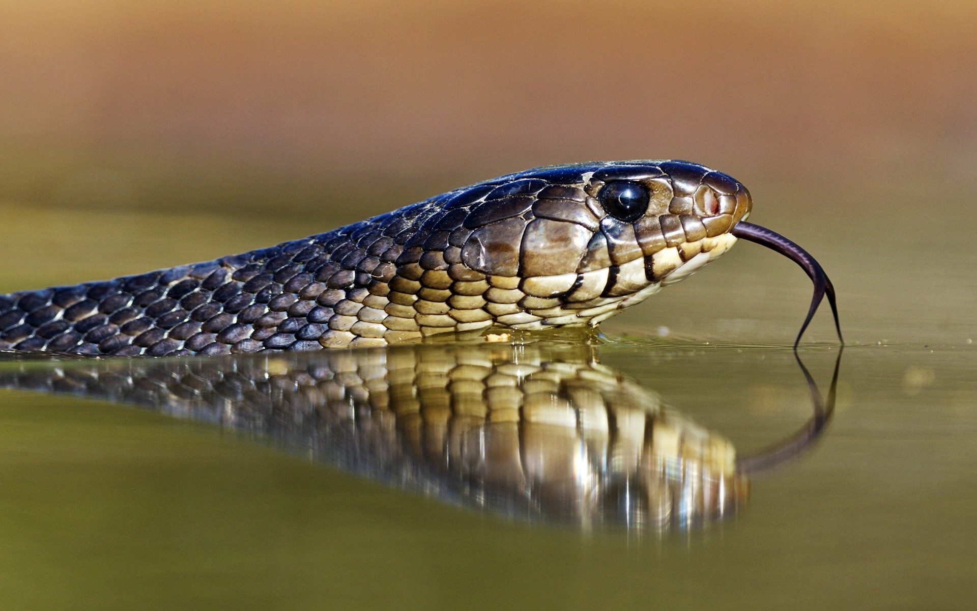 Hd Picture Of Water Snake - HD Wallpaper 