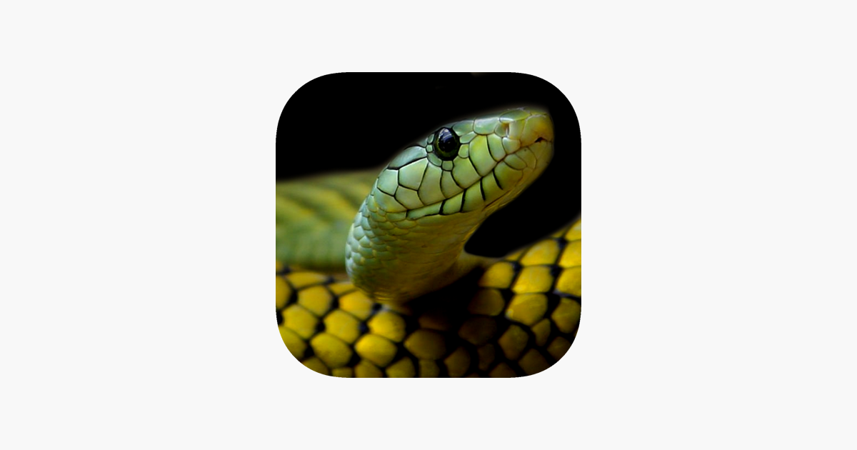 Snake Wallpaper On The App Store - HD Wallpaper 