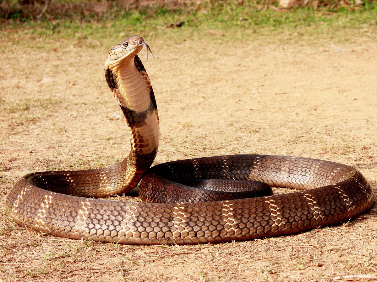 King Cobra Assam - HD Wallpaper 