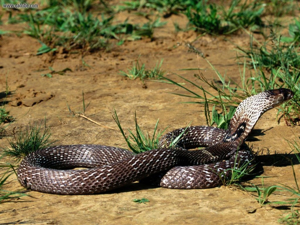 Desktop King Snake Wallpaper - Cobra Snake In Jungle - HD Wallpaper 