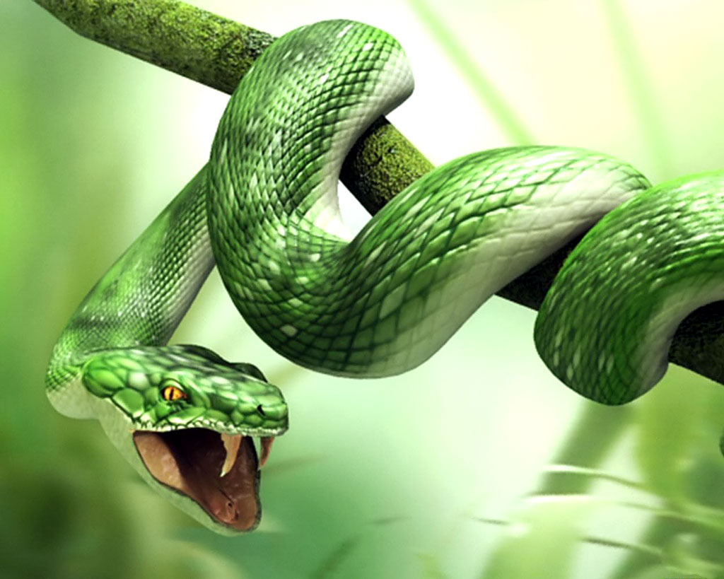 King Cobra Green Snakes - HD Wallpaper 
