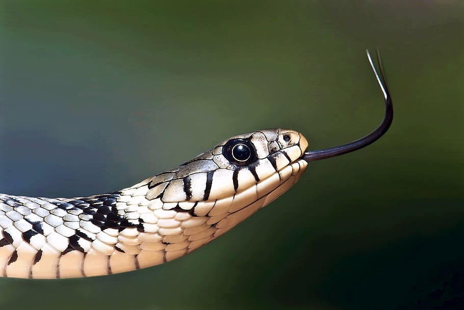 Dangerous Snake - HD Wallpaper 