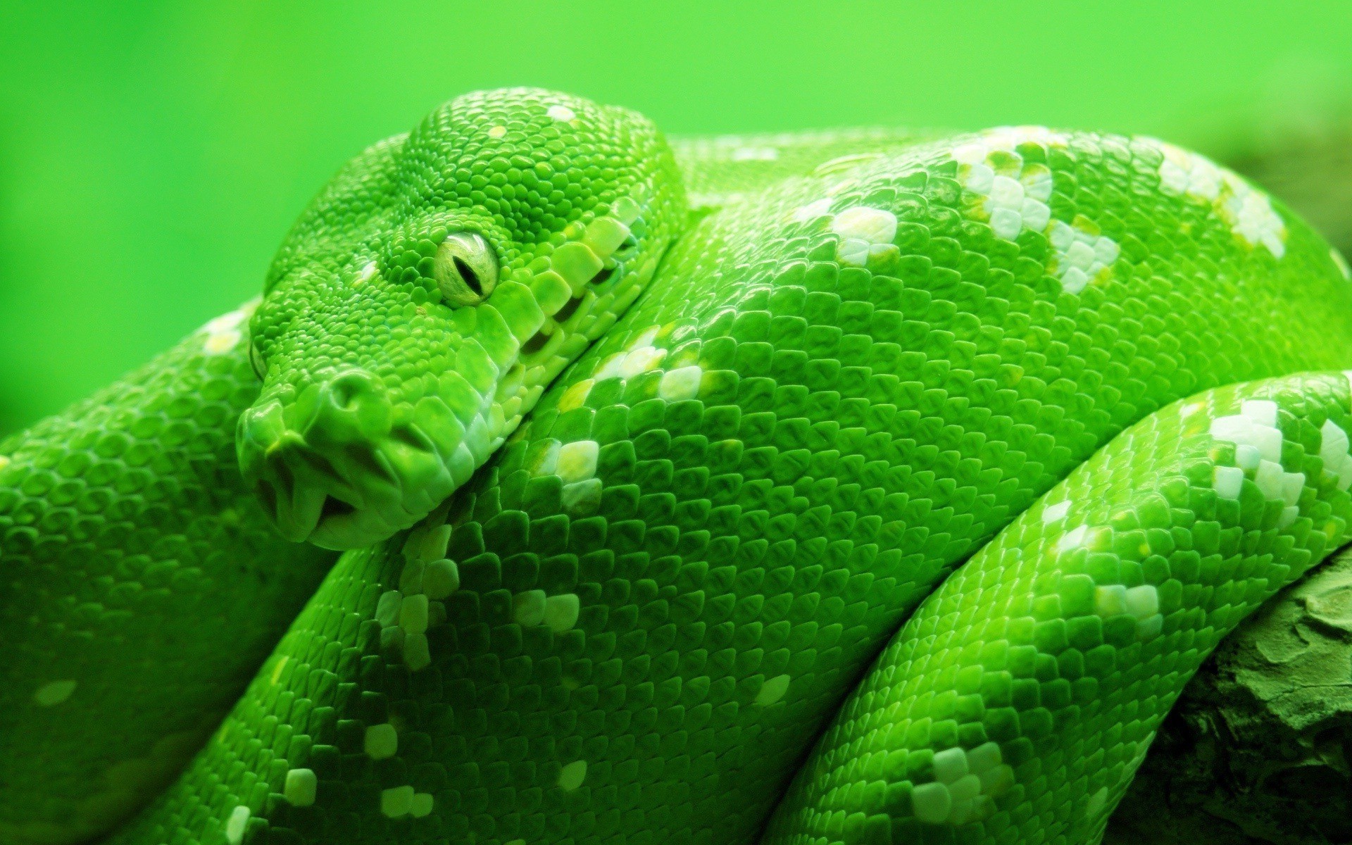 Breathtaking Snake Wallpaper For Free Download Naldz - Python Snake Desktop Background - HD Wallpaper 