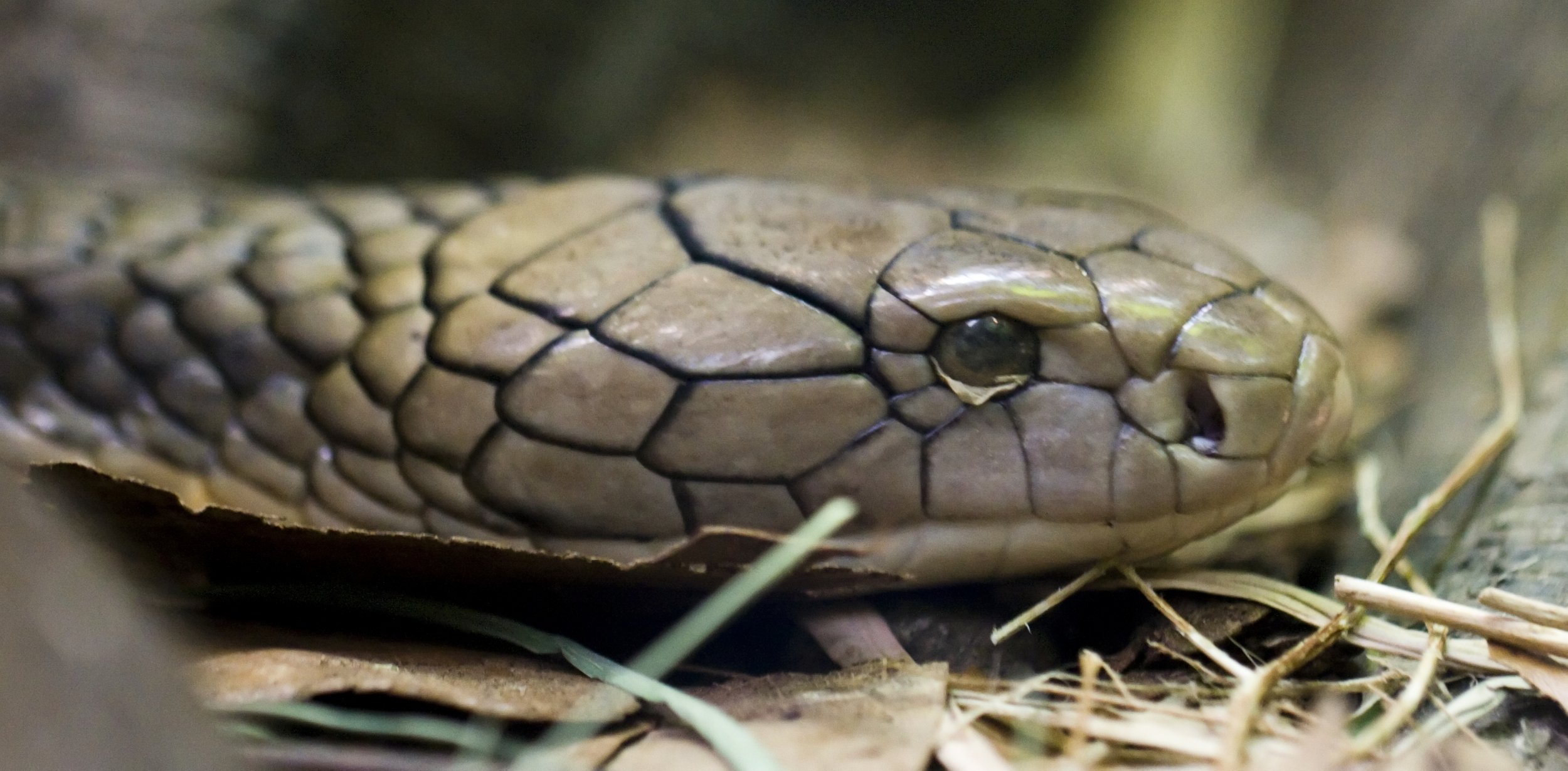 King Cobra - King Cobra Snake - HD Wallpaper 