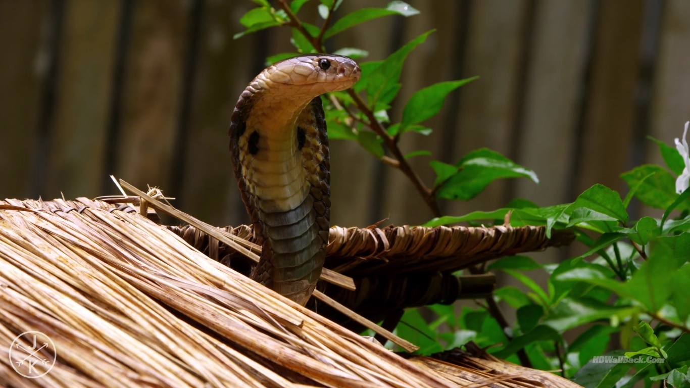 Cobra - HD Wallpaper 