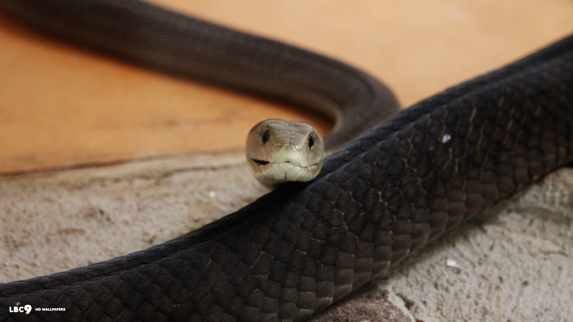 Images About Black Mamba On Pinterest Snake Photos, - Serpent - HD Wallpaper 