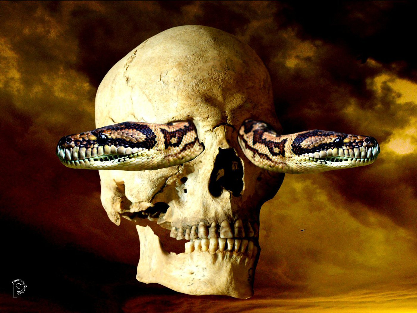 Wallpapers Skull - Snake Wallpaper For Pc - HD Wallpaper 